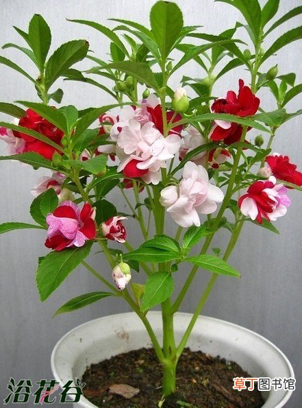【种植方法】中国凤仙花种植方法有哪些？