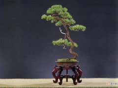【树】九里香文人树图片大全有哪些？
