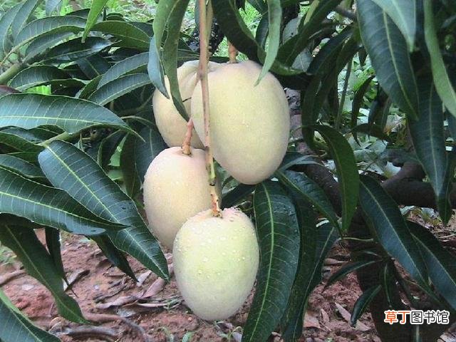 【盆景】芒果盆景养殖方法有哪些？