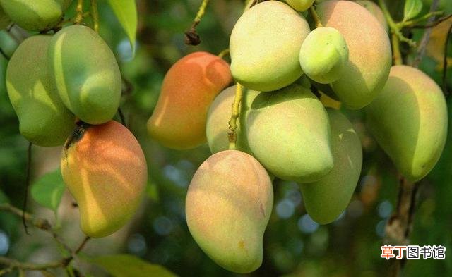 【盆景】芒果盆景养殖方法有哪些？