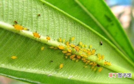【病虫害】五色梅的病虫害防治方法有哪些？