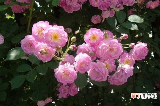 【秋天】蔷薇花秋天的养殖方法有哪些？