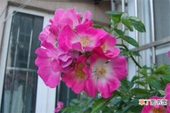 【秋天】蔷薇花秋天的养殖方法有哪些？