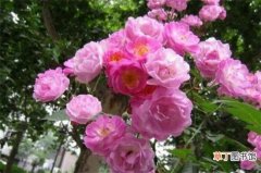 【春天】蔷薇花春天的养殖方法有哪些？