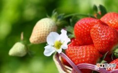 【防治】草莓芽线虫病的防治措施有哪些？