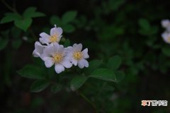 【蔷薇花】野蔷薇花繁殖方法有哪些？