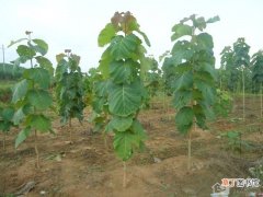 【病虫害】柚木幼苗种植管理和主要病虫害防治有哪些？
