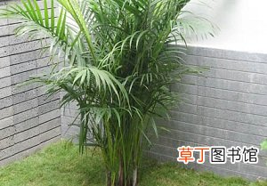 【冬天】凤尾竹冬天好养吗有哪些养殖方法？