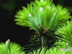 【繁殖】银杉保护级别 银杉如何繁殖