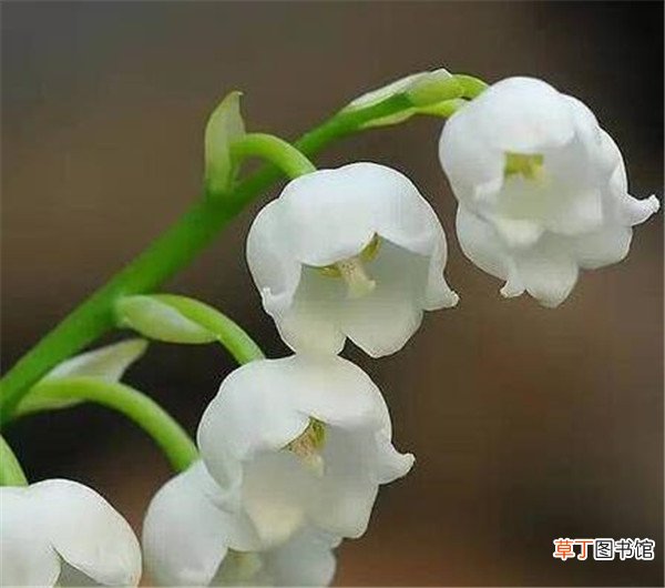 【开花】铃兰花什么时候开花 铃兰花的种植方法和注意事项