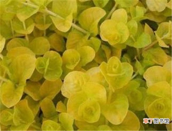 【方法】金叶过路黄繁殖方法 金叶过路黄是挺水植物吗