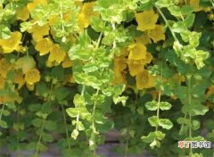 【方法】金叶过路黄繁殖方法 金叶过路黄是挺水植物吗