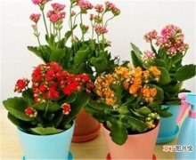 【冬天】适合冬天养的耐寒植物有哪些 北方常见的露天越冬花卉