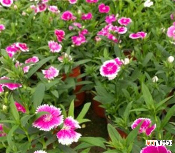 【花卉】耐寒花卉有哪些 适合庭院种的低矮花卉