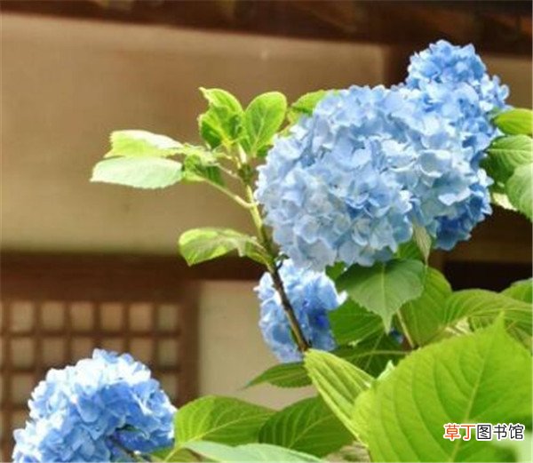 【象征】紫阳花在日本象征什么 紫阳花和绣球的区别