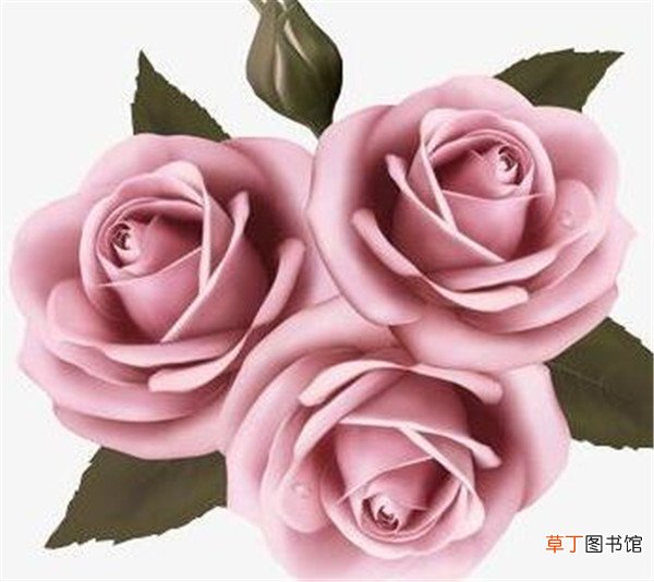 【玫瑰花】三朵花代表什么意思 三朵玫瑰花代表啥