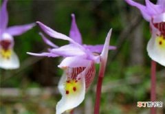 【花】布袋兰有多珍贵 全球最漂亮罕见的花有哪些