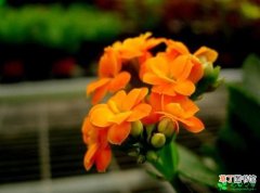 【种植方法】长寿花的先容及种植方法有哪些？