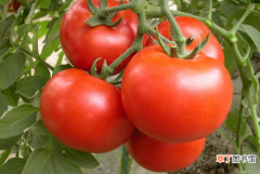 【番茄】常吃番茄有哪些好处？