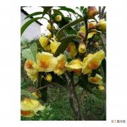 【树】金花茶树图片有哪些？
