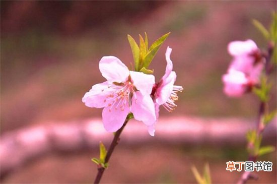 【方法】桃花祛斑的六种方法有哪些？