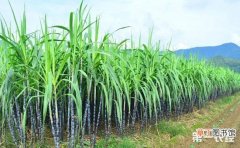 【方法】甘蔗田除草剂的正确施用方法有哪些？