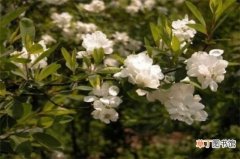 【方法】白鹃梅的四种繁殖方法有哪些？