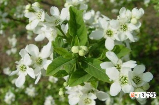 【方法】白鹃梅的四种繁殖方法有哪些？