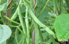 【营养】四季豆营养功效有哪些？