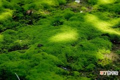 【盆景】苔藓盆景如何保湿有哪些方法？
