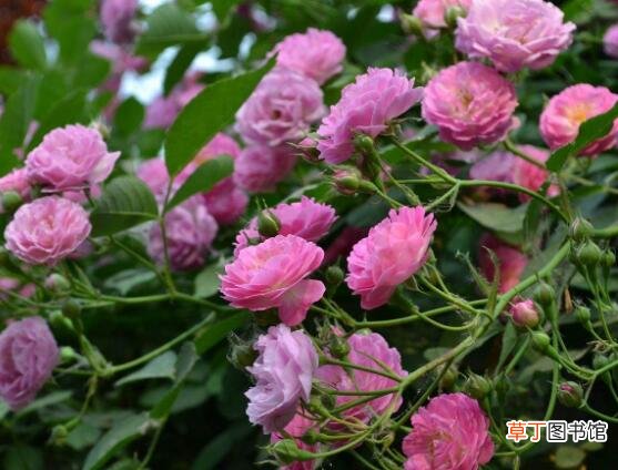【种植方法】蔷薇花的种植方法有哪些？
