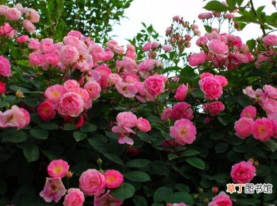 【种植方法】蔷薇花的种植方法有哪些？