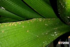 【常见】君子兰常见虫害有哪些？