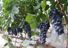 【种植】夏黑葡萄种植技术有哪些？