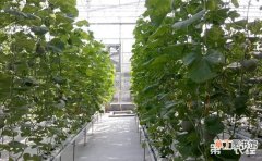 【无土栽培】西瓜的无土栽培技术有哪些？