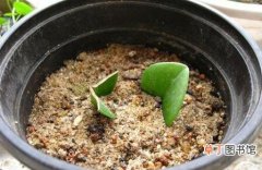 【繁殖】豆瓣绿叶插繁殖方法有哪些？