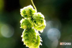 【花】啤酒花的养殖方法有哪些？