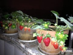 【草莓】盆栽草莓如何种植阳台草莓种植注意事项有哪些？