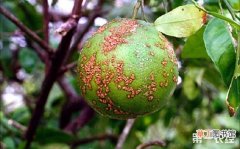 【防治】柚子溃疡病防治方法有哪些？