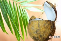 【批发】椰子批发价和零售价有哪些？