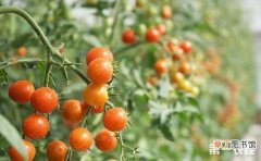【樱桃】温室大棚樱桃番茄的栽培技术要点有哪些？