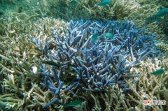【图片】蓝色珊瑚植物图片有哪些？