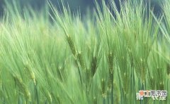 【种植方法】春小麦的种植方法和施肥技术有哪些？