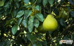 【树】柚子树的稳产高产种植技术有哪些？