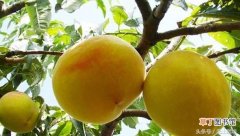 【高产】黄桃高产种植技术有哪些？