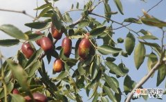 【特点】枣树的需肥特点与施肥技术有哪些？