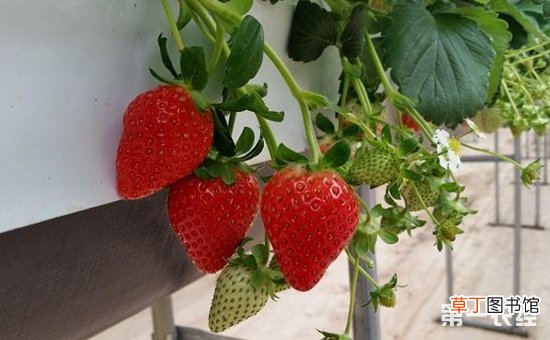 【无土栽培】优质草莓的立体无土栽培技术有哪些？
