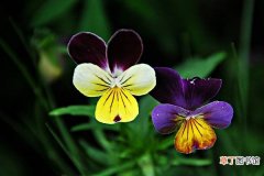 【病虫害】蝴蝶花的病虫害防治方法有哪些？
