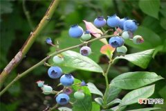 【功效】蓝莓的功效与作用有哪些？