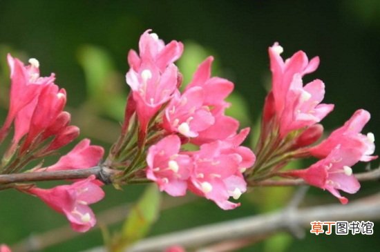【品种】锦带花的品种大全有哪些？